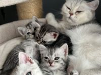 Süße Britisch-Kurzhaar - Russisch-Blau Kitten abzugeben