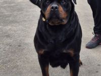 Rottweilerhündin abzugeben