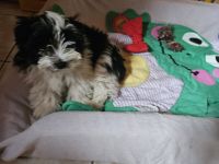 Biewer Yorkshire Terrier Welpen