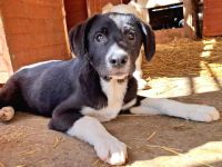 Sumi sucht ihr Für-immer-Zuhause