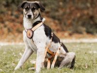 Wer hat ein warmes Körbchen für Diana?