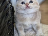 BKH Kitten mit Stammbaum!