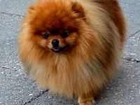 Pomeranian-Deckrüde