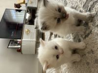 Katzen Türkisch Angora