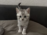 BKH - EKH Kittenmix sucht neues zuhause