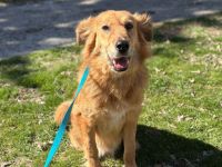 Bobby- verspielter Hund sucht sein Lieblingsplätzchen🥰🩵