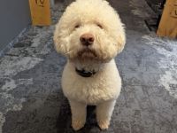 Deckrüde Lagotto Romagnolo (Italienischer Wasserhund)