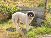 Banshee - Seniorin sucht Knuddelpartner