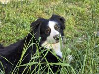 Reinrassiger Miniature American / Australian Shepherd Deckrüdede sucht nette Hundedame!