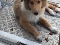 1 supersüsser Colliewelpe