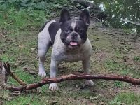 Reinrassige französische Bulldogge zur Deckung.