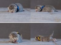 Europäisch Kurzhaarkitten suchen zuhause