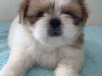 Wunderschöne Shih Tzu Welpen
