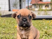Französische Bulldogge Welpen mit Ahnentafeln