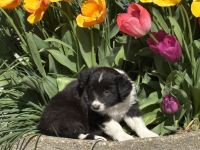 Border Collie Welpen