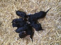 Deutsche Pinscher Welpen