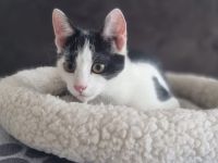 Bongi - Junges Katzenglück in schwarz-weiß