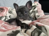 Französische Bulldogge Welpen