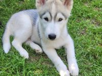 Siberian Husky Welpen suchen ein sportliches Zuhause
