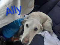 Ally – Ein Herz auf vier Pfoten sucht ein Zuhause