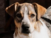 Anna – ein liebevolles Herz auf vier Pfoten sucht ihr Zuhause!