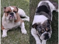 Englische Bulldoggen