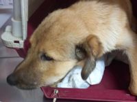 Antonia möchte so gern das Leben außerhalb des Shelters kennen lernen!