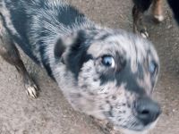 Bianca, Balou und Bastie – Eine zweite Chance auf Liebe und ein Zuhause!