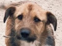 Bandit – Ein kleiner Kämpfer auf der Suche nach seinem Glück