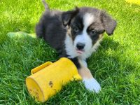 Australian Shepherd Welpen