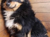 Bebo – Ein Herz, das nach Liebe ruft!