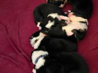 Wunderschöne border collie Welpen abzugeben