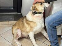 Ein Herz aus Gold sucht ein Zuhause für immer: Buddy