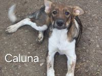 Caluna, Cassy, Cecil, Cecile, Celia – liebevolle Hündinnen suchen ihr Für-immer-Zuhause!