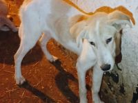 Carlita sucht ihr Zuhause – Wer schenkt ihr ein warmes Körbchen?