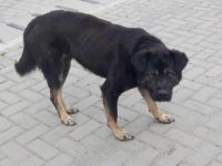 Chicco – Ein Herzenshund sucht sein Für-immer-Zuhause