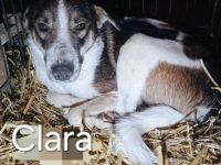 Clara ist eine stolze Hundemama.