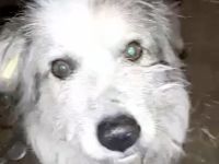 Coby – Ein Sonnenschein sucht sein Glück