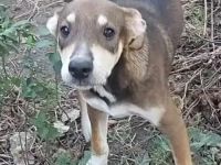 Conor – Ein kleiner Kämpfer auf der Suche nach seinem Glück!