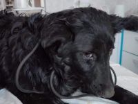 Corbys Köfferchen sind gepackt