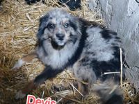 Devis – Ein Hund, der Liebe sucht und ein Zuhause verdient.