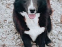 Dominos Geschichte – Ein Hund auf dem Weg ins Glück!