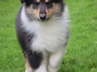 Rough collie male