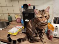 Bengal Marbled Tabby mix BKH Deckkater