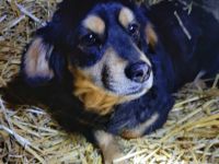 Dony – Ein kleiner Hund, der Liebe sucht und ein Zuhause verdient.