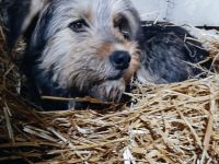 Duffys Geschichte – Ein Hund auf dem Weg ins Glück!