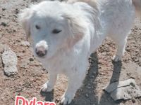 Dylaras Geschichte – Auf der Suche nach einem Zuhause voller Liebe!