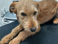 Elliot – Ein Goldschatz sucht ein Für-Immer-Zuhause