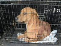 Emilios Geschichte – ein Hund mit einem großen Herzen auf der Suche nach seinem Glück