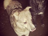 Eric sucht ein Zuhause für immer